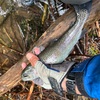 郡上での渓流釣り完敗