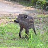 ウリボウ