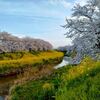 佐保川沿いの桜を楽しむ。　　JR新大宮駅駅あたりから、隣町の郡山までの桜を楽しんだ。　　2024．04.06　（6景）