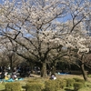 代々木公園の桜の園