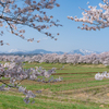 神通川さくら堤・塩の千本：富山の桜2022