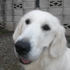 No.150715B-GRF（ホワイトゴールデンレトリバー 7か月 20.kg ♀)