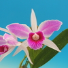 Cattleya  purpurata f.flamea  