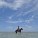 新・南の島の馬暮らし