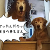 カツ丼でも食うか？by愛犬アンディ