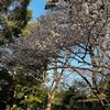 4月2日（火）上野公園の桜、神の麻婆豆腐、千鳥橋、炎の色