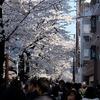 2018 桜パトロールの2