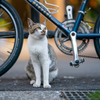 近隣繁華街のねこさん