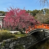 下鴨神社の「光琳の梅」、3月11日の日、「維新の会」宣伝番組