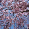 村上市中継集落に咲く100本の桜はオススメ！！