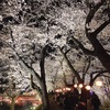 桜、桜、桜♪～夜桜編～