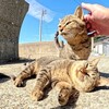 可愛いネコちゃんシリーズー3・・・
