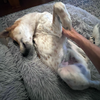 何もしない（をしている）犬と人。