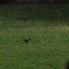 キバラカエデチョウ(Swee Waxbill)