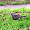 手賀沼公園を歩くキジバト