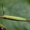 どうでもいいコスズメの芋虫は元気に育ち、貴重なブドウスズメは寄生蜂の餌食になるという不条理