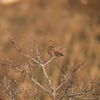 ２０１３年１月の野鳥調査の報告