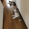 猫猫 ラグドール