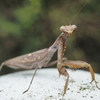 ハラビロカマキリの茶色個体は珍しい！　種で違う緑と茶色の違いを紹介