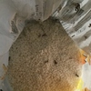 恐怖！ノシメマダラメイガ　～Fear! pantry moth