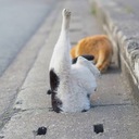 荒波スイマー