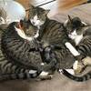 猫たちはハロゲンヒーターがお好き