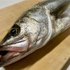 河川シーバスを食べてみた感想は・・・。