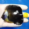 【現物10】パソニファーエンゼル 9cm±! 海水魚 ヤッコ 15時までのご注文で当日発送【ヤッコ】