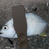 自分が釣るより、人に釣ってもらうほうがはるかに難しくて嬉しいのです