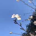 ゆいのNISAで米国株