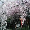 京都の桜　穴場はここだ