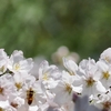 熊野神社の桜は6分咲き&にぎやかチューリップ&巣箱を設置&牛後さんありがとう♪