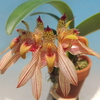 Bulbophyllum bicolor `Gulliver'   