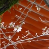 岡崎公園付近の桜がちらほら