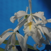 Cattleya maxima f.alba`White M-Wave'