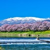 桜を見に白石川堤一目千本桜と烏帽子山公園へ行ってきた。