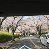 下界は桜が満開