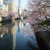 毎年必ず行く桜の見所