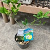 サイパンレモンの苗木を植え付け〜どんなレモン？