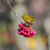 寒緋桜はメジロに見返りを求めない