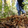 秋の面河尾根へ　後編