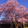 河津桜まつりを楽しもう！全国各地の河津桜まつり9選+5