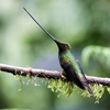 ヤリハシハチドリ(Sword-billed Hummingbird)