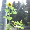 夏、決まり