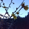始まる花の季節
