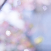 ガラス戸に花びら：散り初めた河津桜