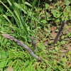 ズボラ菜園