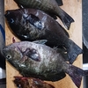 2025年春の津の海では、順調に魚が釣れているようです