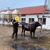 0518 / 牛洗い