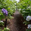 京都の紫陽花の穴場！